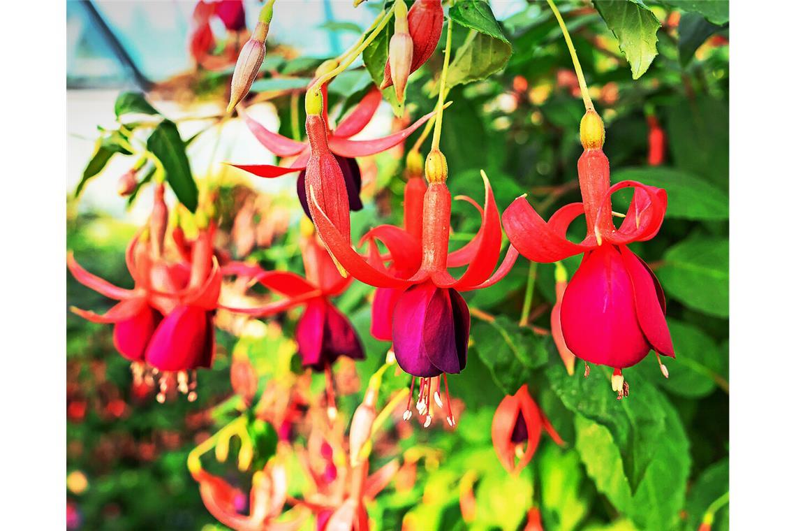 Fuchsienpracht in der Wilhelma In einem Wilhelma-Gewächshaus sind derzeit 600 Fuchsienpflanzen zu sehen, die nach und nach aufblühen.