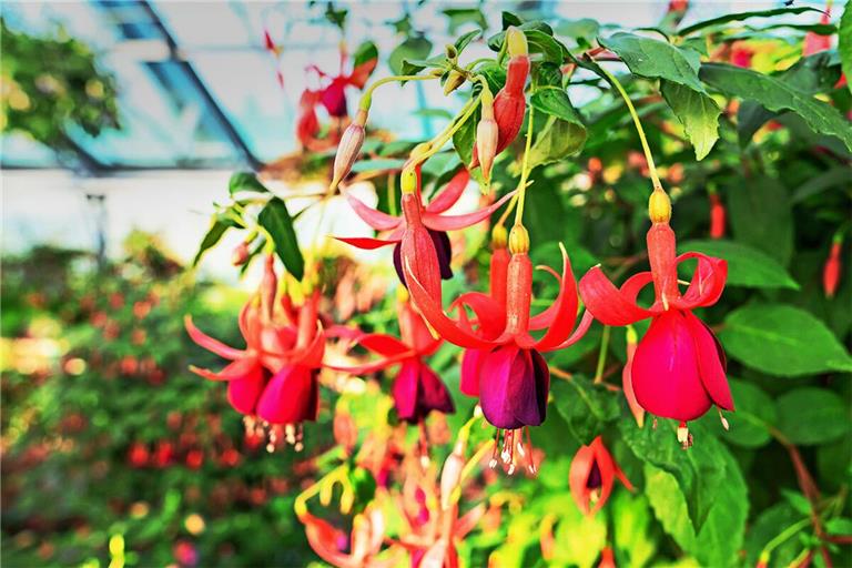 In einem Wilhelma-Gewächshaus sind derzeit 600 Fuchsienpflanzen zu sehen, die nach und nach aufblühen.