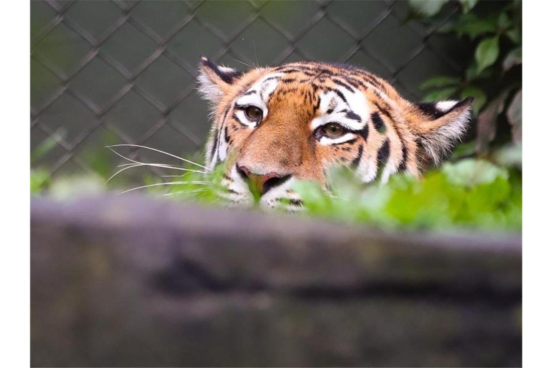 In einem Zoo in New York wurde das Coronavirus bei einem Tiger festgestellt. Foto: Christian Charisius/dpa/Symbolbild