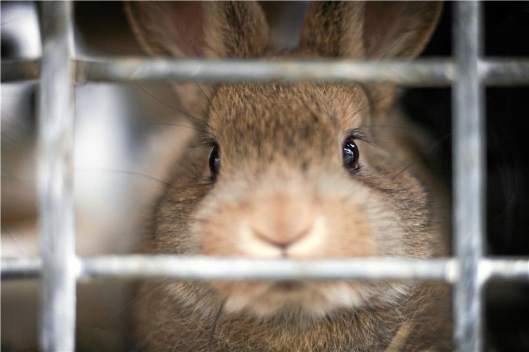 In einem Zoogeschäft haben sich zwei Kunden in die Haare bekommen. Grund: Unterschiedliche Ansichten beim Thema Tierhaltung. Symbolfoto: Harlekin-Graphics - stock.adobe.com