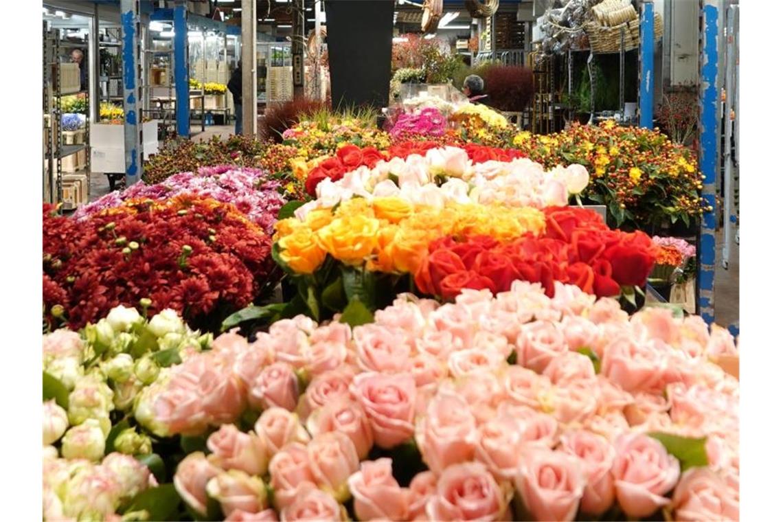 Verband schlägt Alarm: Millionen Pflanzen vor Vernichtung In einer Halle eines Großmarkts stehen Blumen. Foto: Magdalena Tröndle/dpa/Symbolbild
