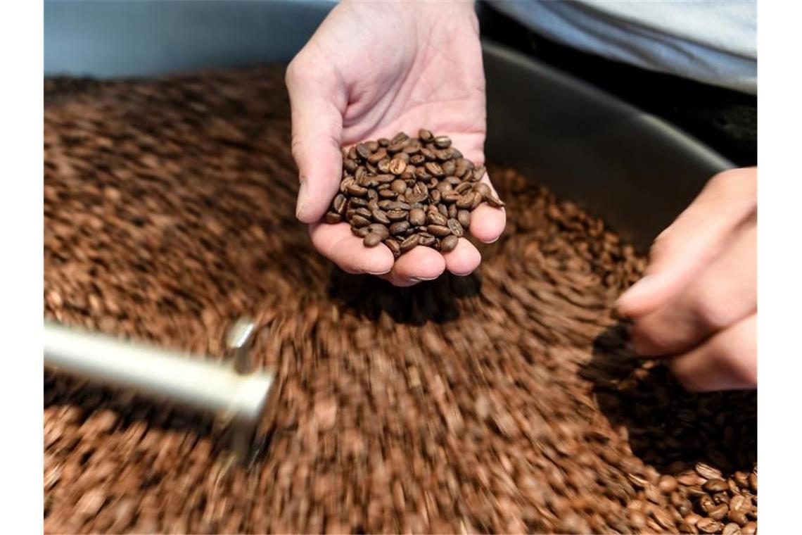 In einer regionalen Kaffeerösterei in Berlin wird die Qualität der gerösteten Kaffeebohnen geprüft. Foto: Britta Pedersen/dpa-Zentralbild/dpa
