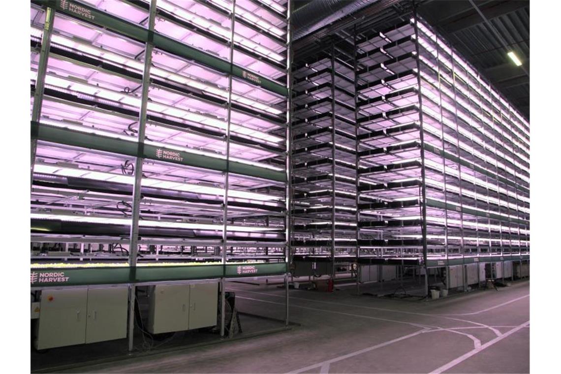 Europas größte Vertical Farm entsteht in Dänemark In einer Vertical Farm bei Kopenhagen wird Blattgemüse in 14 Etagen angebaut. Foto: Steffen Trumpf/dpa