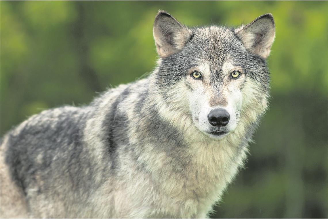 In freier Wildbahn ist der Wolf in Baden-Württemberg nur selten anzutreffen. Foto: Adobe Stock/hkuchera