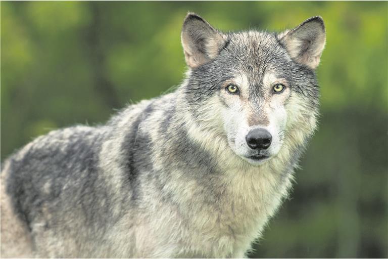 In freier Wildbahn ist der Wolf in Baden-Württemberg nur selten anzutreffen. Foto: Adobe Stock/hkuchera
