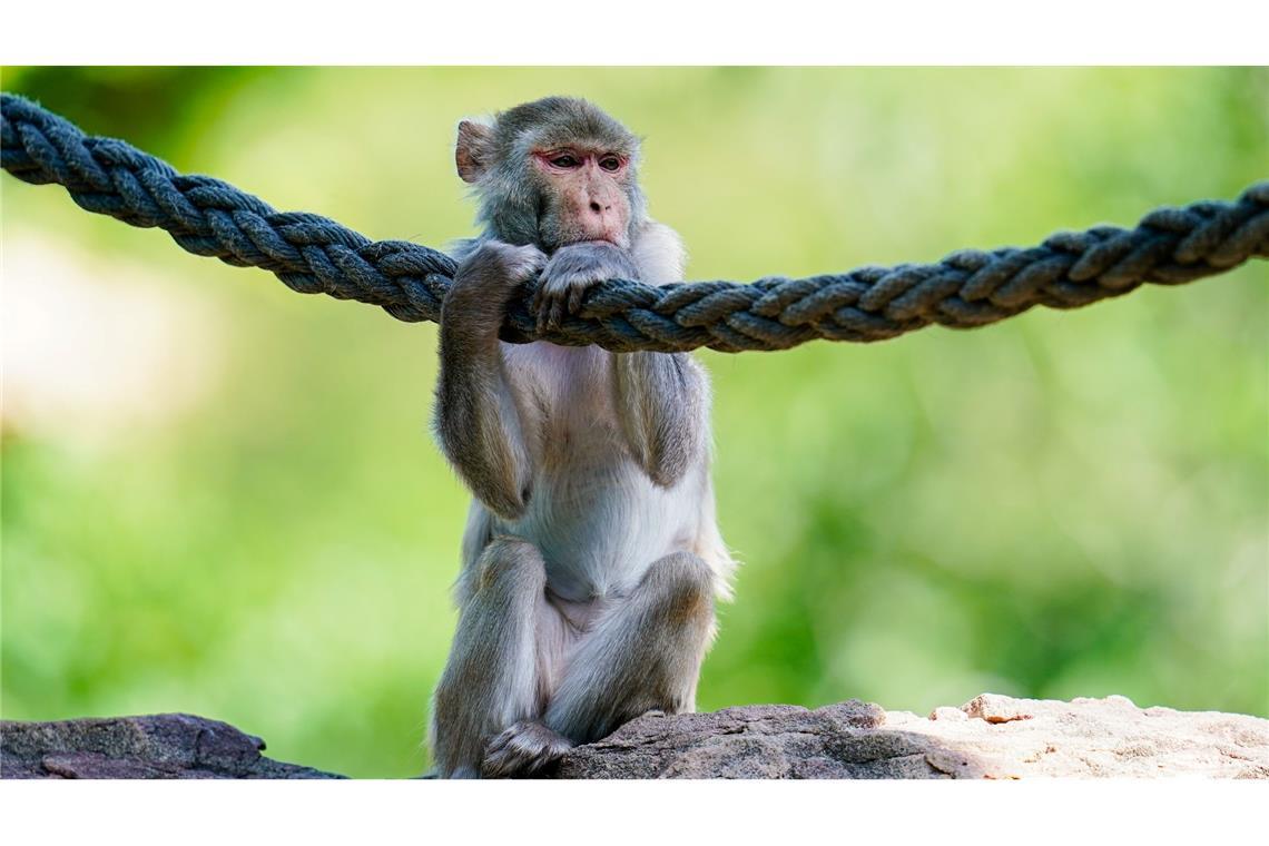 In freier Wildbahn sind Rhesusaffen vor allem in Asien anzutreffen - hierzulande lassen sie sich in Zoos beobachten. (Symbolfoto)