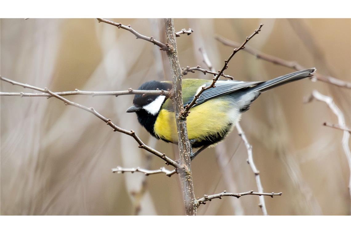 In Gärten und Parks lassen sich im Winter oft Kohlmeisen beobachten. (Symbolbild)