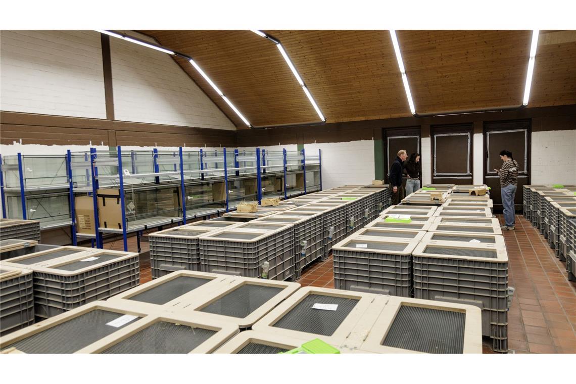 In Großboxen werden im NRW-Artenschutzzentrum in Metelen rund 160 Feldhamster für die Zucht gehalten.