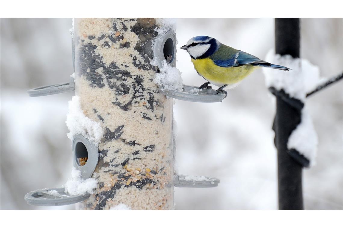 Winterzeit für Vögel: Füttern ja, aber nachhaltig In gut konstruierten Futterhäuschen ist die Nahrung besser vor Vogelkot, Wind und Regen geschützt als in anderen. (Archivbild)