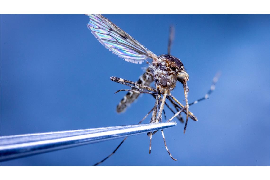 In Island wurden erstmals Stechmücken entdeckt. (Illustration)