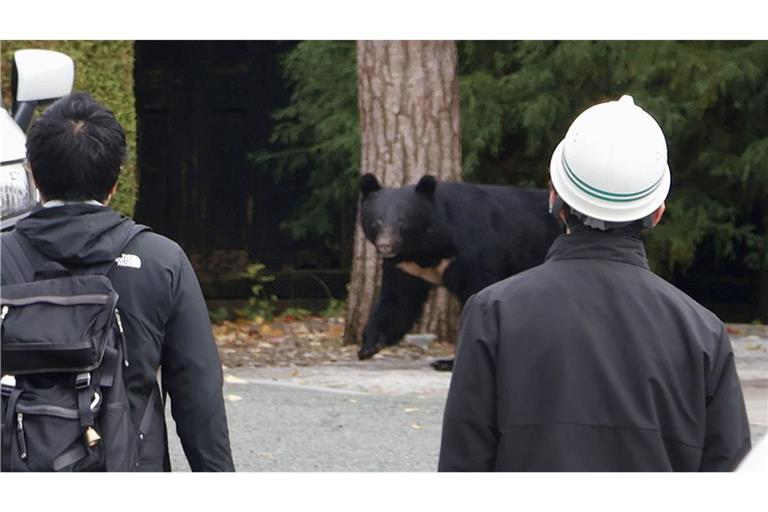 In Japan kommt es seit Jahren vermehrt zu gefährlichen Begegnungen zwischen Bären und Menschen. So wie hier in der Präfektur Iwate. In Fukushima hat nun ein Schwarzbär mehrere Menschen angegriffen. (Archivbild)