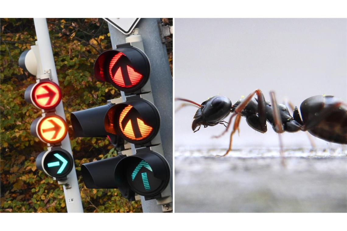 In Karlsruhe funktionierten in diesem Monat an vier Tagen eine Ampel nicht richtig. Schuld waren Ameisen (Symbolbild).