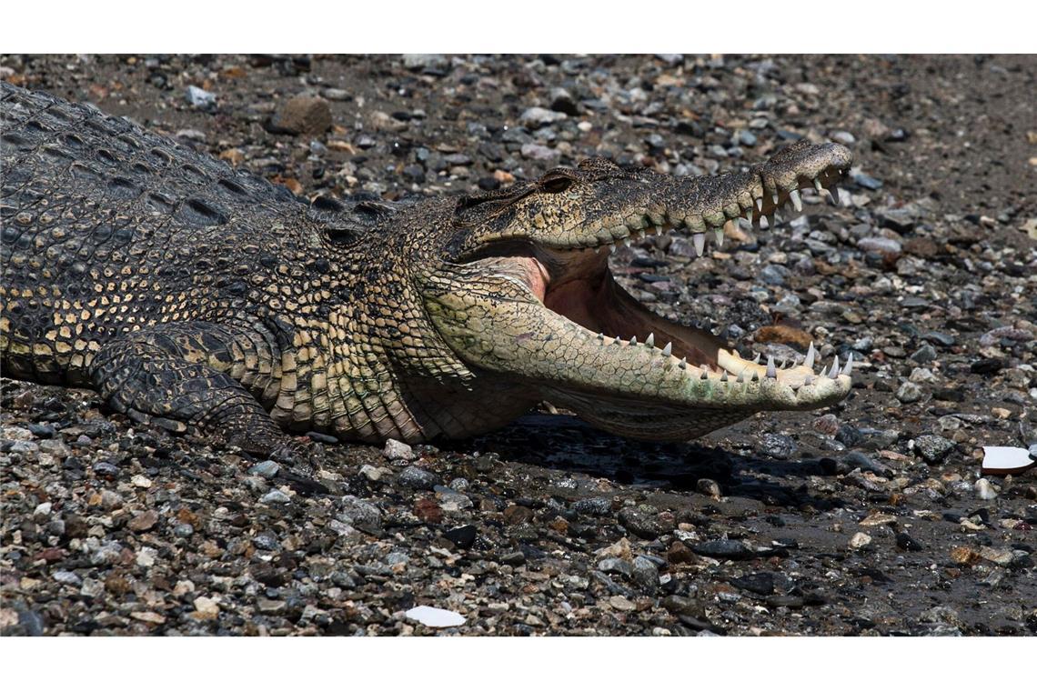 Krokodil tötet Schwimmer in Indonesien In keinem anderen Land der Erde werden so viele Menschen von Krokodilen getötet wie in Indonesien. (Symbolbild)