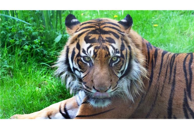 In Leipzig ist ein Tiger entlaufen (Symbolbild).