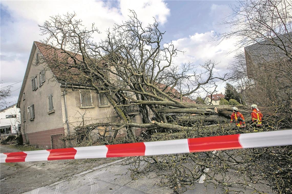 100 Jahre alter Kastanienbaum stürzt auf Haus In Maubach ist ein 100 Jahre alter Kastanienbaum auf ein unbewohntes Haus gestürzt. Die Bergung wird noch einige Tage andauern. Foto: 7aktuell
