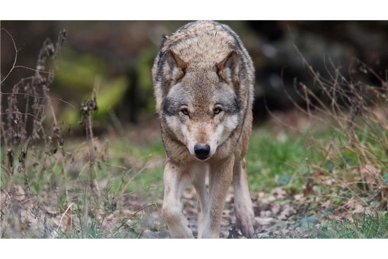In Niedersachsen leben mehr als 500 Wölfe. (Symbolbild)