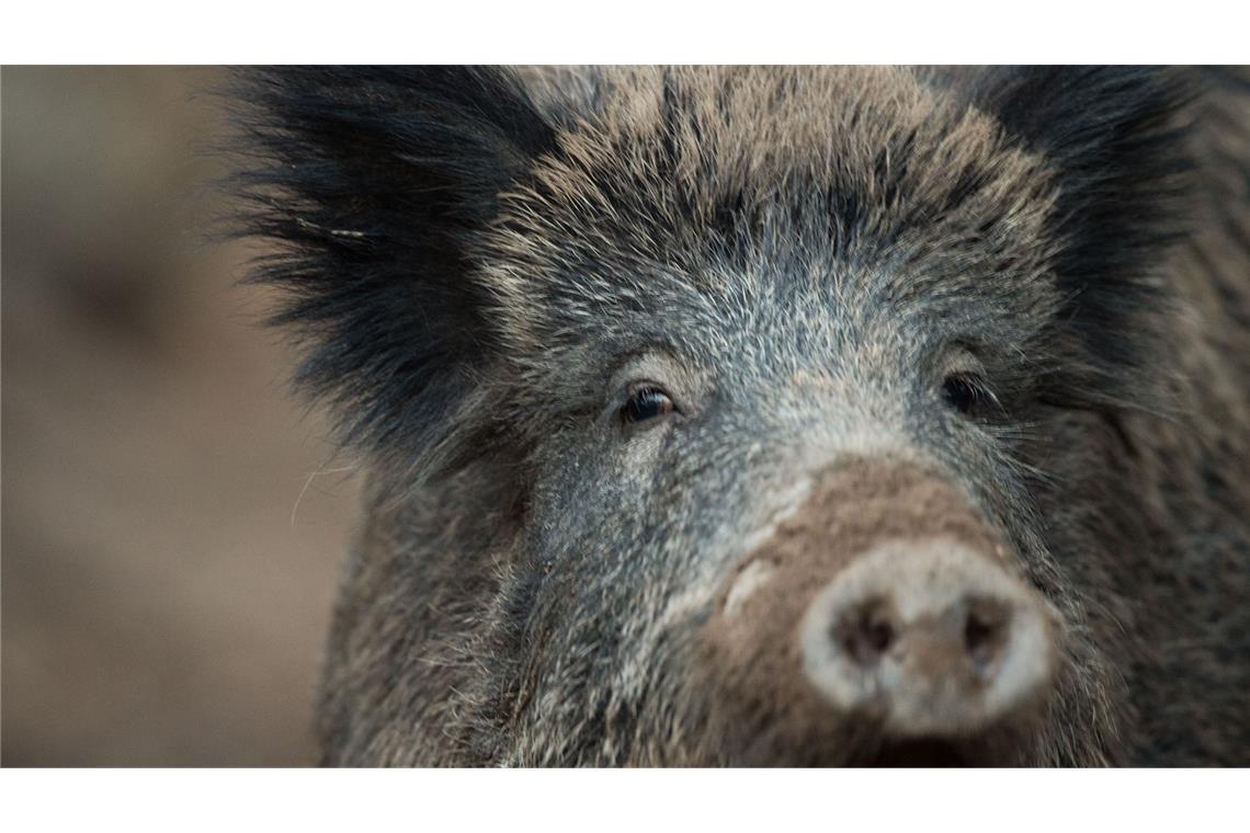 Weitere Schweinepest-Nachweise in Nordbaden In Nordbaden wurden weitere Fälle von Schweinepest nachgewiesen. (Symbolbild)