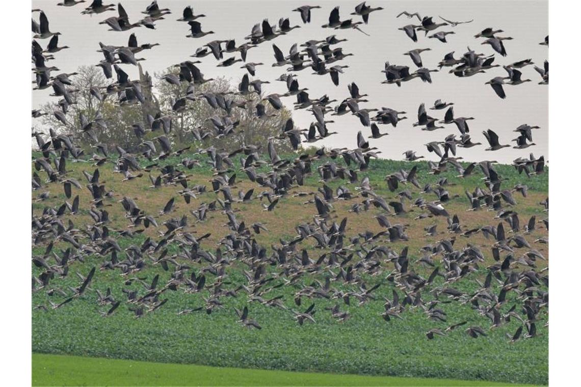 In Norddeutschland ist die Geflügelpest bei Wildvögeln nachgewiesen worden. Foto: Patrick Pleul/dpa-Zentralbild/dpa
