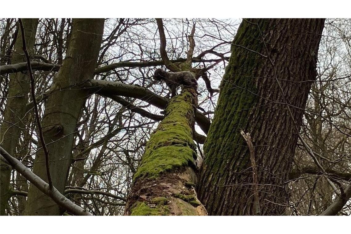 Hund sitzt in acht Metern Höhe auf Baum fest