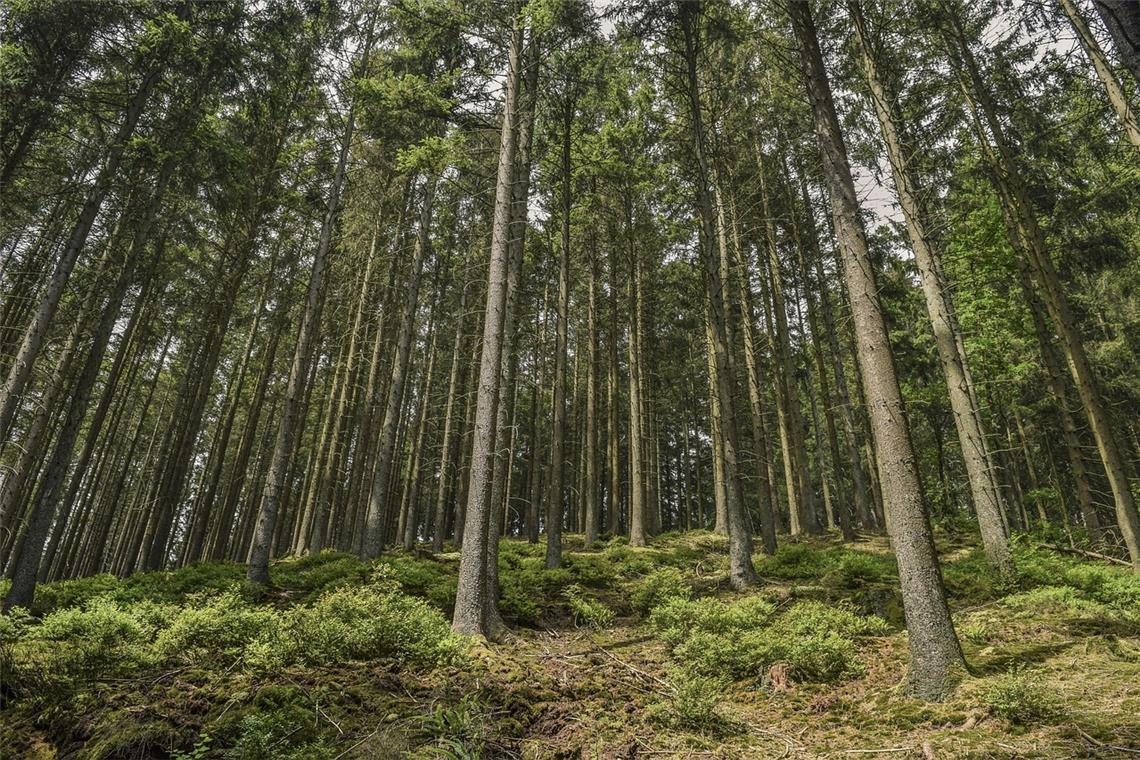 In Oppenweiler soll sich der Hiebsatz einpendeln. Symbolfoto: pixabay