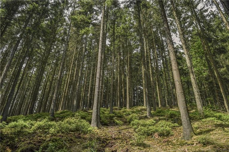 In Oppenweiler soll sich der Hiebsatz einpendeln. Symbolfoto: pixabay