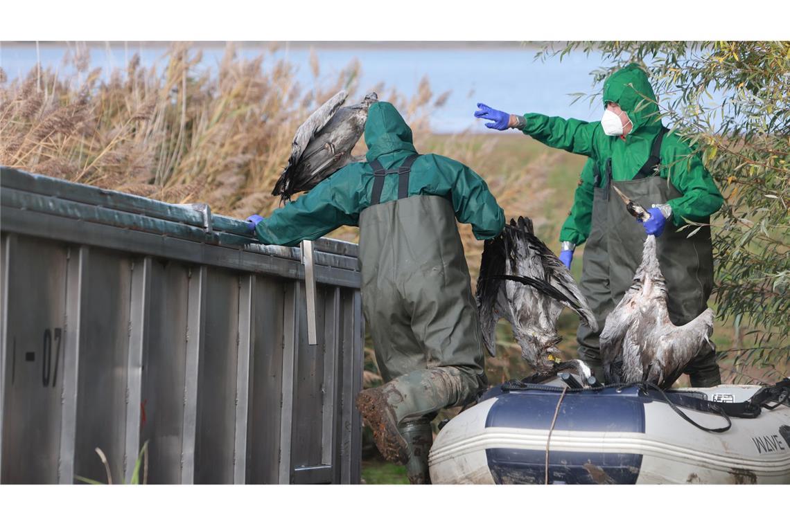 Vogelgrippe bei Kranichen nachgewiesen – Risiko hochgesetzt In Ostdeutschland werden derzeit vermehrt tote Kraniche gefunden. Sie sind Opfer der gefürchteten Vogelgrippe geworden. (Archivbild)