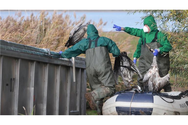 In Ostdeutschland werden derzeit vermehrt tote Kraniche gefunden. Sie sind Opfer der gefürchteten Vogelgrippe geworden. (Archivbild)