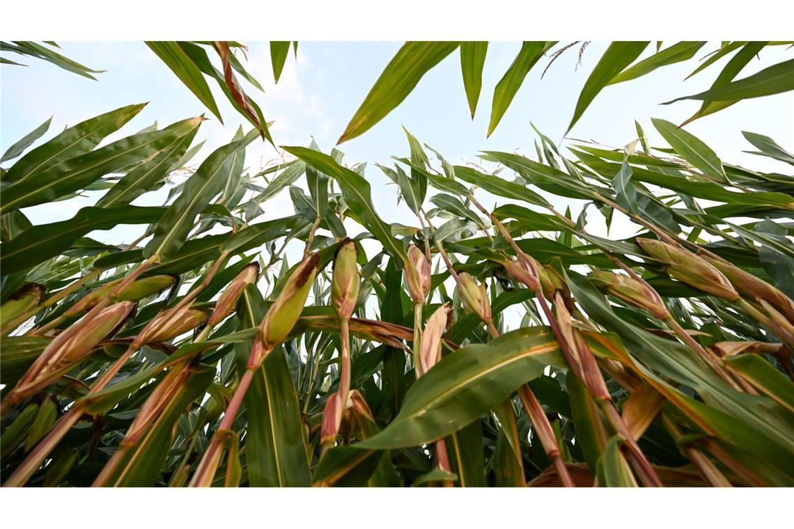In Ostfriesland steht der Mais kurz vor seiner Ernte, die Pflanzen sind hoch gewachsen.