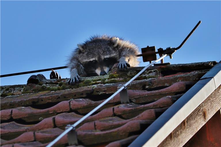 In Rudersberg hatte sich ein Waschbär auf einem Hausdach im Blitzableiter verfangen. Archivfoto: SDMG/Lermer