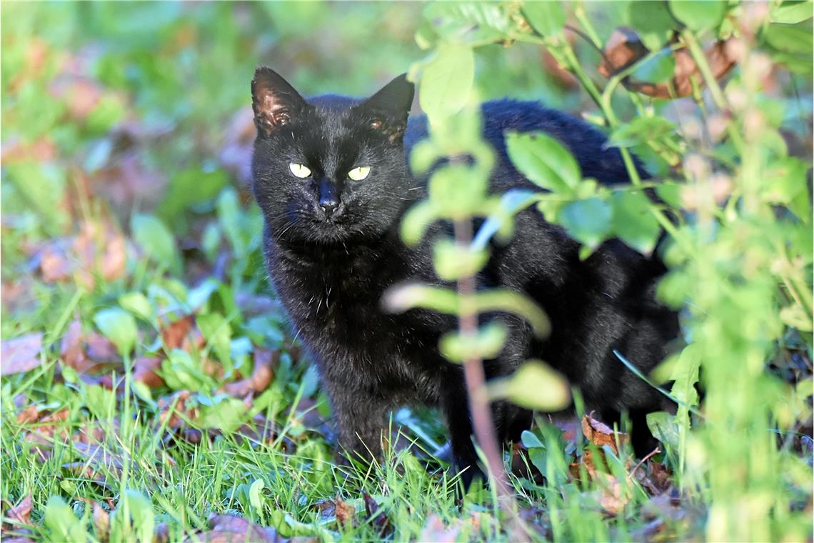 Schwarzer Kater Sammy bringt nur Vögeln und Mäusen Pech In Sammys schwarzem Fell leuchten seine Augen besonders intensiv. Manche Katzenhalter schätzen genau diese mystische Aura an ihren schwarzen Lieblingen. Familie Körner mag ihren Sammy aber besonders, weil er so lieb und bindungsorientiert ist. Foto: Tobias Sellmaier