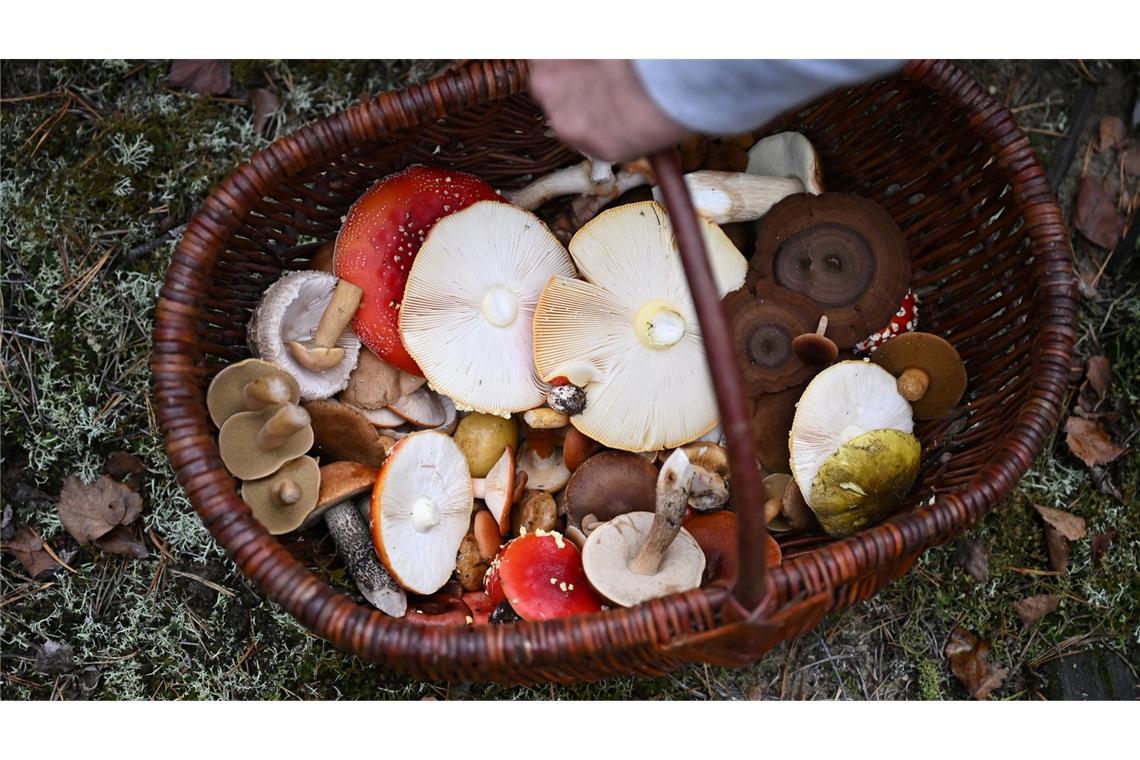 Trendhobby Pilzesammeln: Der Wald als "bullshitfreie Zone" In Schmids Korb landen nicht nur essbare Pilze.
