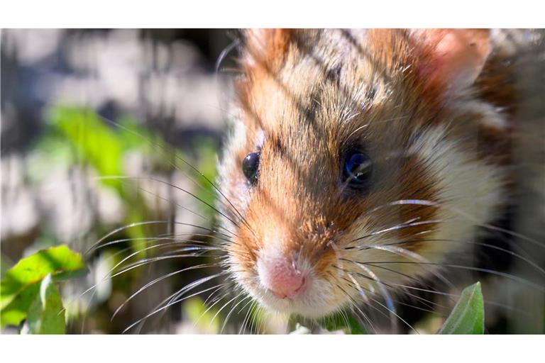 In Shenzhen sollen Hamster in einem Spielautomaten feilgeboten worden sein. (Archivbild)