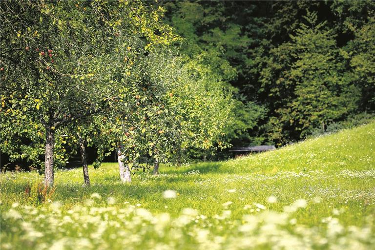 In Sonnenlicht getauchte Natur – in diesem September ein häufiger Anblick. Foto: A. Becher