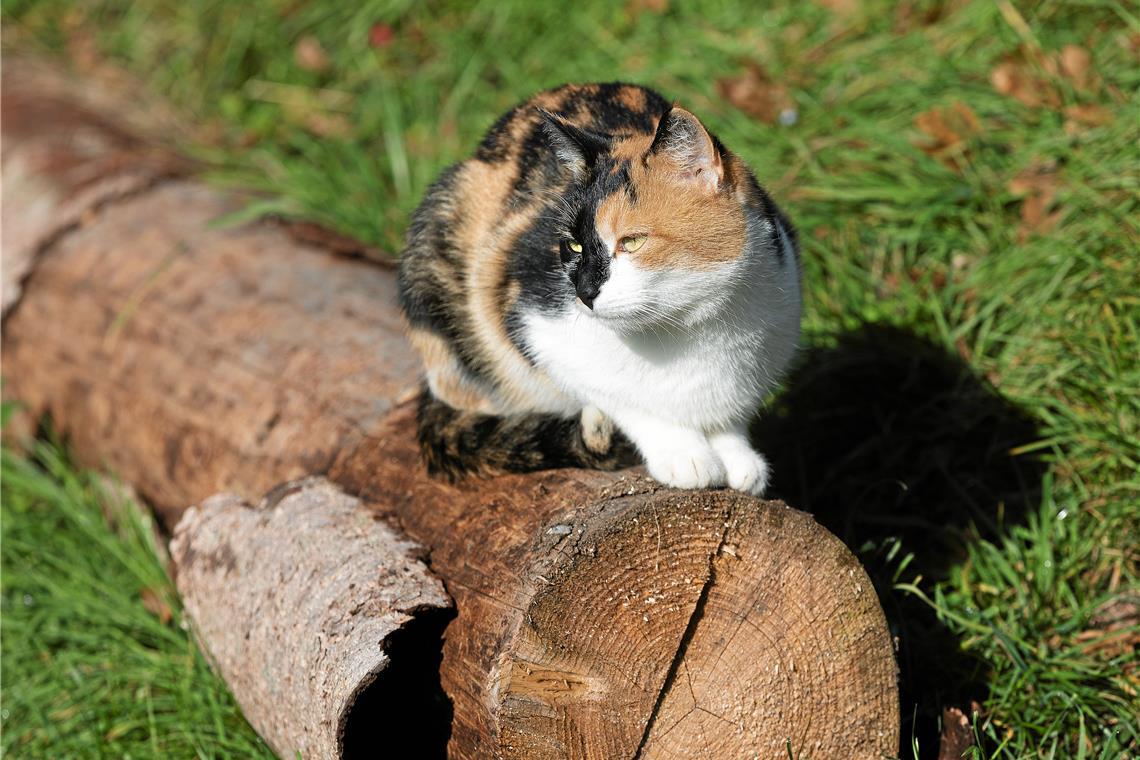 Spiegelberg beschließt Kastrationspflicht für Katzen In Spiegelberg dürfen künftig nur noch kastrierte Katzen frei herumlaufen.Symbolfoto: Jörg Fiedler