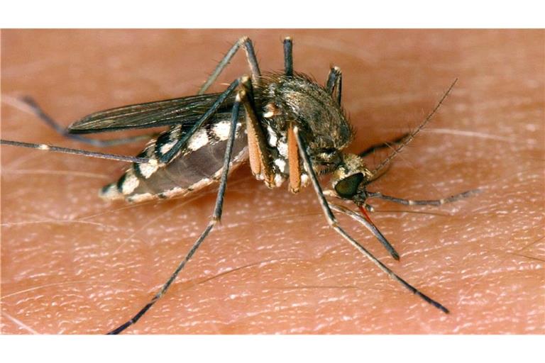 In Stuttgart und Karlsruhe wurden zwei lokal erworbene Infektionen mit dem West-Nil-Virus gemeldet. (Symbolbild)