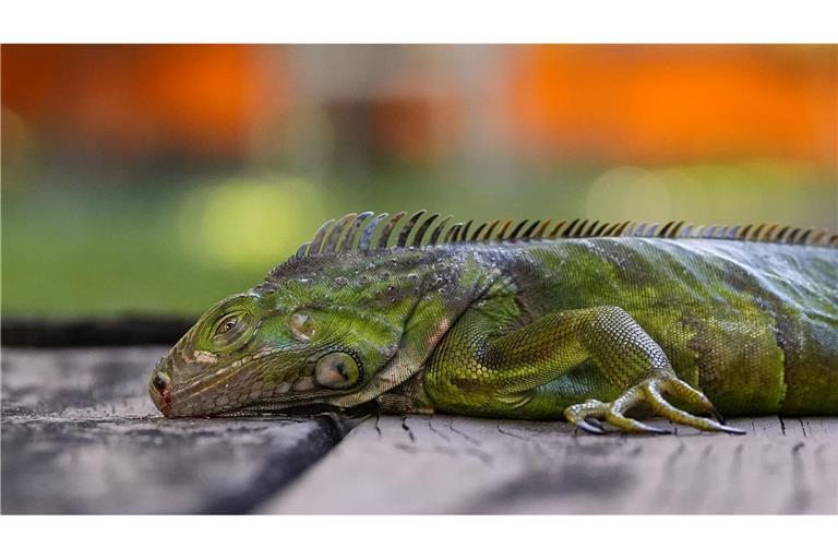 In Südflorida gelten die Tiere als Plage. (Archivfoto)