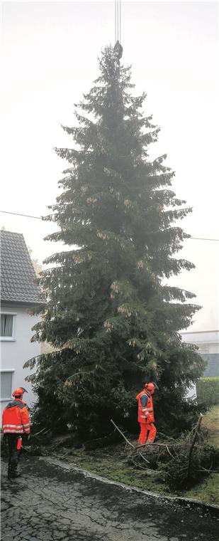 Aus dem Vorgarten zur Marktplatzattraktion In über 40 Jahren entwickelte sich der Baum zu einem wahren Prachtexemplar. Fotos: A. Becher