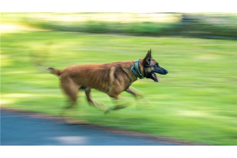 In Ulm ist ein Schäferhund auf einen Polizisten losgegangen. (Symbolbild)