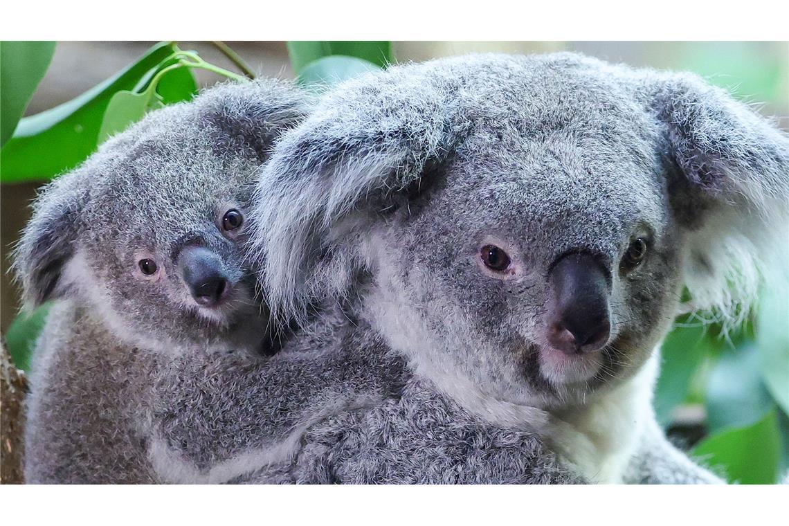 Inala - Acht Monate altes Koala-Baby frisch getauft