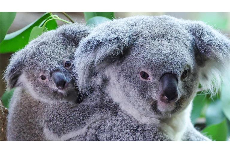 Inala - Acht Monate altes Koala-Baby frisch getauft