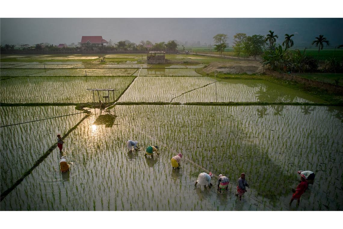 Indische Bauern säen Reissetzlinge auf einem Feld am Stadtrand von Guwahati.