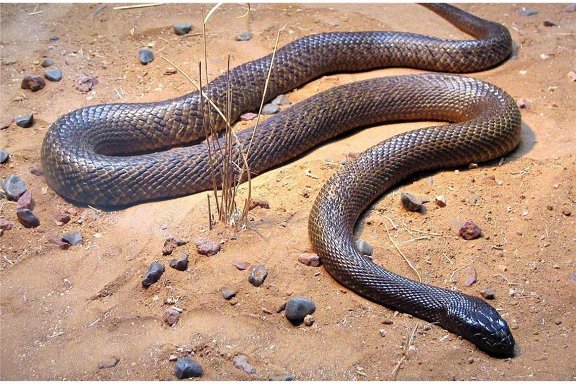 Inland-Taipan (Oxyuranus microlepidotus): Sie ist die giftigste Schlange der Welt. Das Gift aus einem Biss reicht aus, um 230 Erwachsene zu töten. Diese Schlangenart kommt ausschließlich in Australien vor.