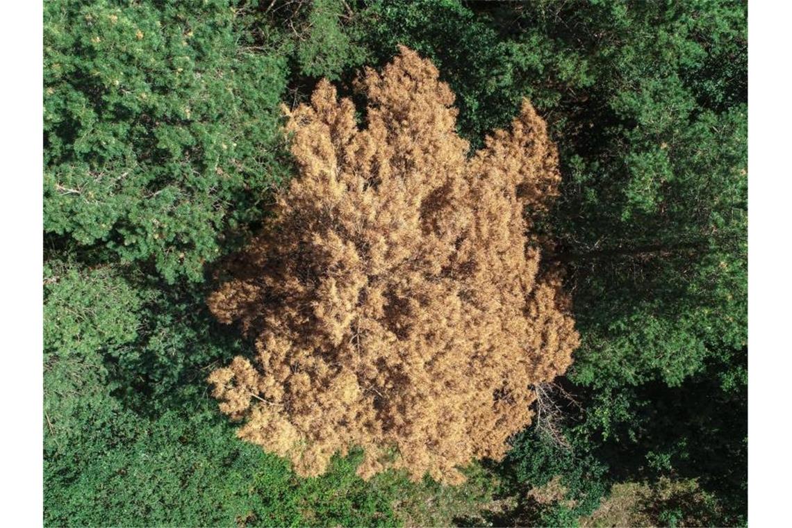 Klöckner will übergreifende Klima-Nothilfen für den Wald Inmitten von gesundem Grün: Die braunen Nadeln einer vertrockneten Kiefer. Foto: Patrick Pleul