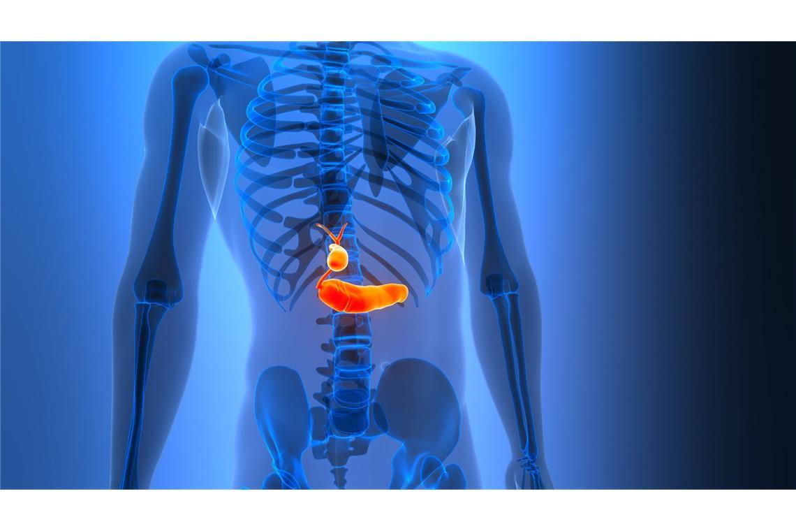 Innere Organe des Menschen mit Bauchspeicheldrüse (groß) und Gallenblase.