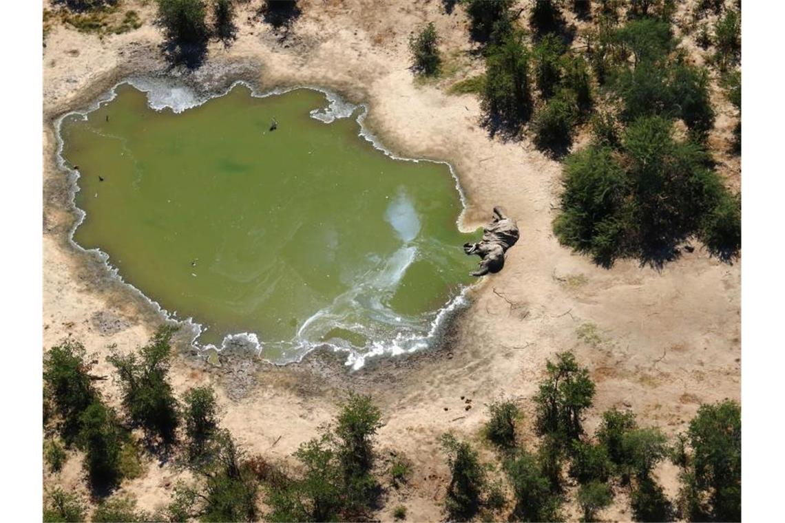 Innerhalb eines Monats wurden laut Behördenangaben 162 tote Elefanten im nordwestlich gelegenen Okavango-Delta gezählt. Foto: Uncredited/hons/AP/dpa