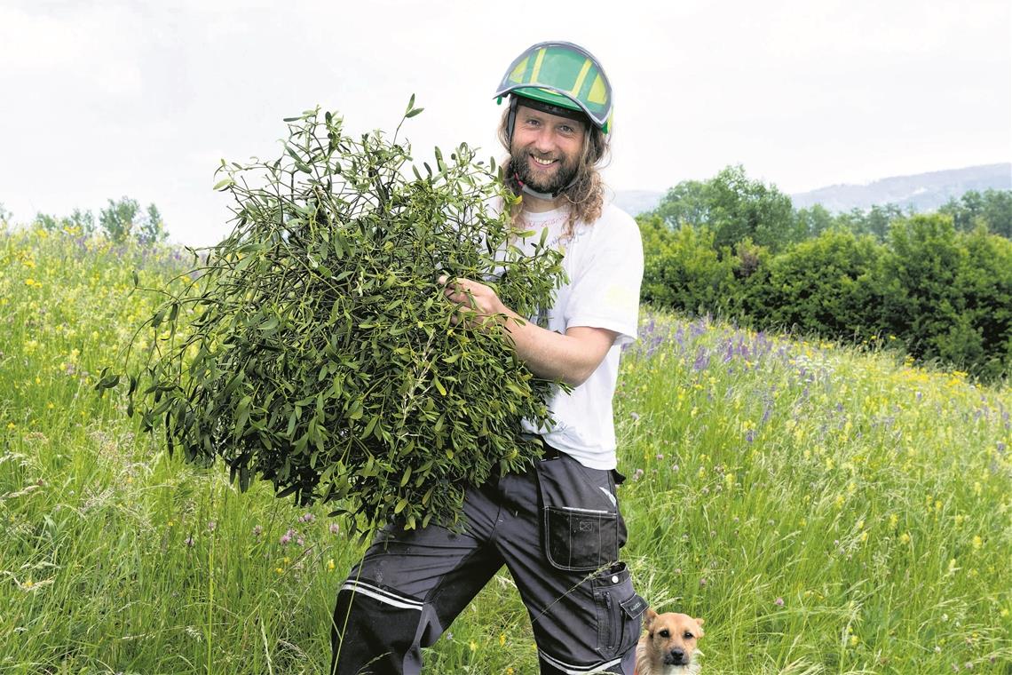 Aus für Misteln auf der Streuobstwiese Innerhalb weniger Jahre wird aus einem Keimling ein stattlicher Busch, wie Ingo Seiter zeigt. Die Pflanze schädigt ihren Wirtsbaum. Archivfotos/J. Fiedler