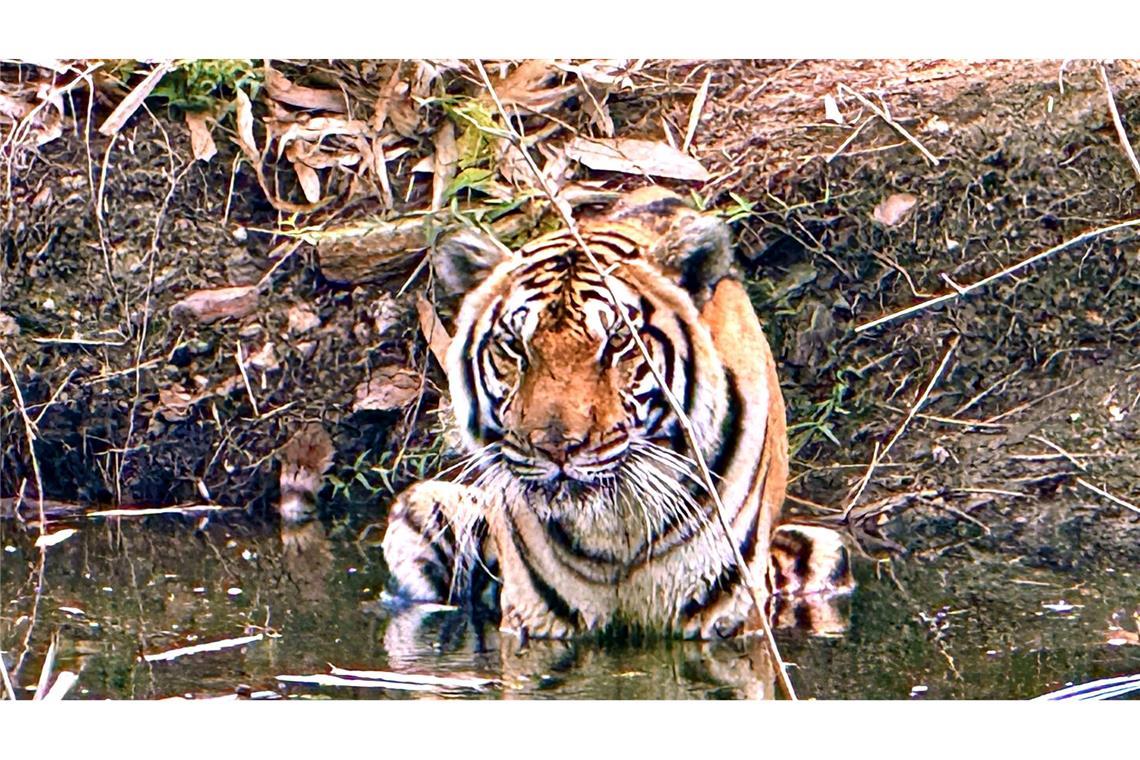 Innerhalb weniger Wochen starben in Nordthailand Dutzende Tiger - offenbar an einem Virus. (Archivbild)