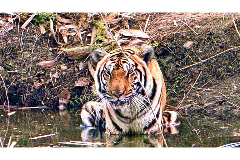 Innerhalb weniger Wochen starben in Nordthailand Dutzende Tiger - offenbar an einem Virus. (Archivbild)