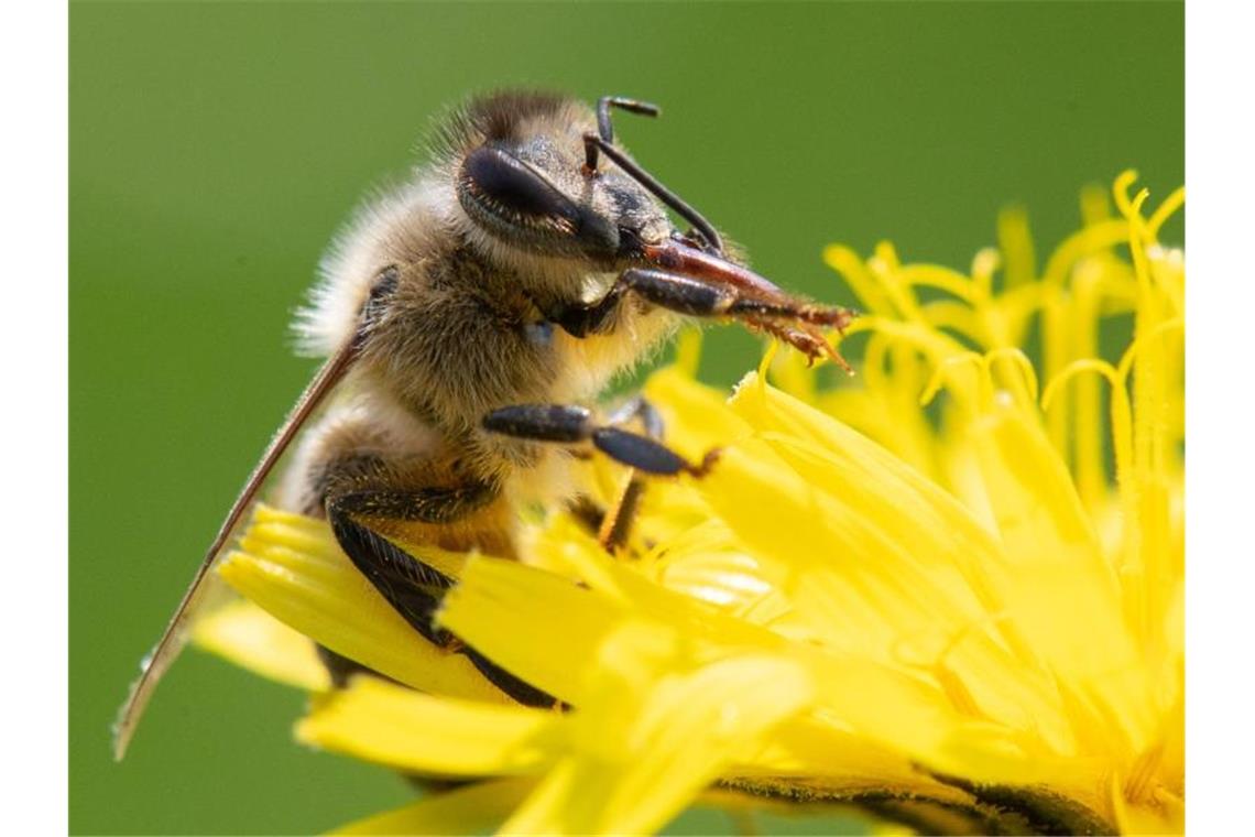 Unkrautvernichter Glyphosat nur noch eingeschränkt erlaubt