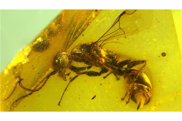 Insektenforscher haben eine bislang unbekannte Wespenart in einem 100 Millionen Jahre altem Bernstein entdeckt. Das Foto wurde mittels Focus Stacking erstellt, um eine Detailschärfe zu erzielen.
